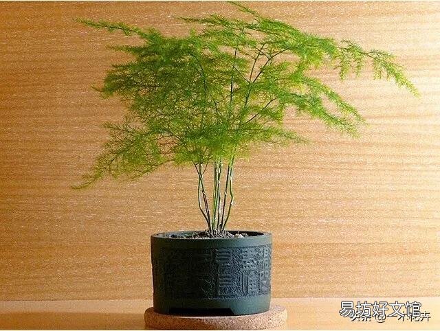 养了很久的文竹，一直不长新的枝条，还能养成盆景吗？