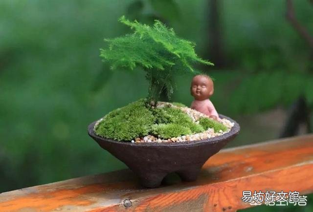 养了很久的文竹，一直不长新的枝条，还能养成盆景吗？