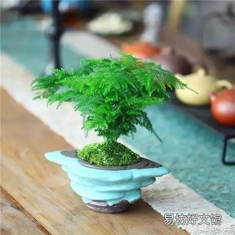 养了很久的文竹，一直不长新的枝条，还能养成盆景吗？