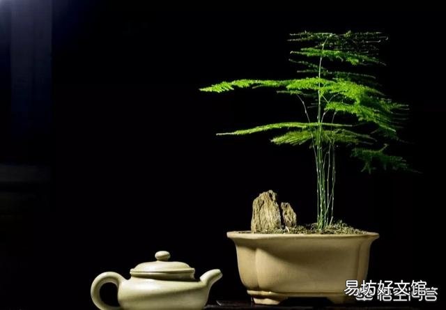 养了很久的文竹，一直不长新的枝条，还能养成盆景吗？