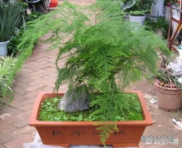 养了很久的文竹，一直不长新的枝条，还能养成盆景吗？