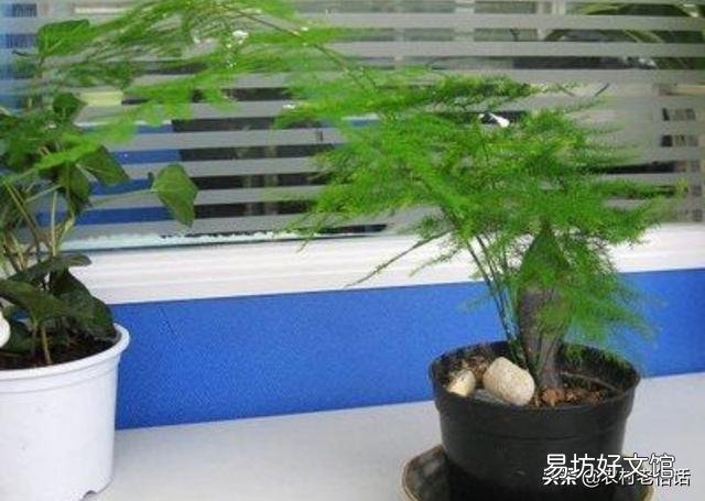 养了很久的文竹，一直不长新的枝条，还能养成盆景吗？