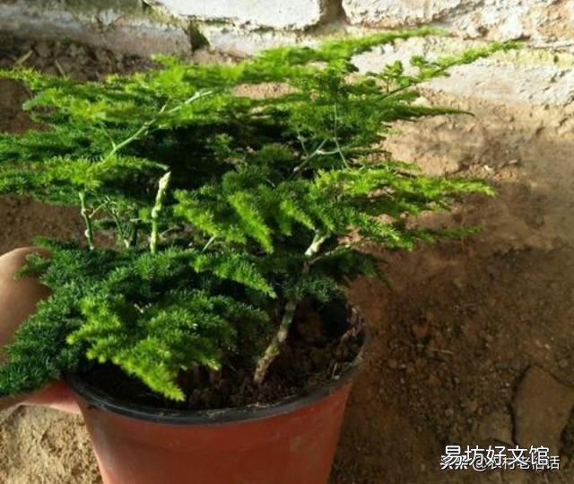 养了很久的文竹，一直不长新的枝条，还能养成盆景吗？