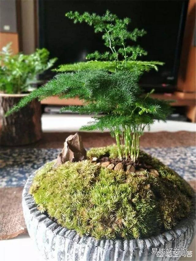 养了很久的文竹，一直不长新的枝条，还能养成盆景吗？