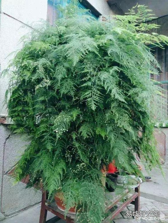 养了很久的文竹，一直不长新的枝条，还能养成盆景吗？