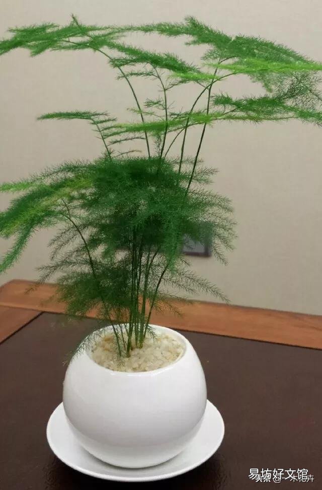 养了很久的文竹，一直不长新的枝条，还能养成盆景吗？