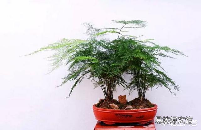 养了很久的文竹，一直不长新的枝条，还能养成盆景吗？