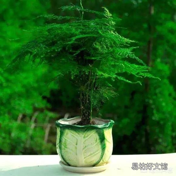 养了很久的文竹，一直不长新的枝条，还能养成盆景吗？