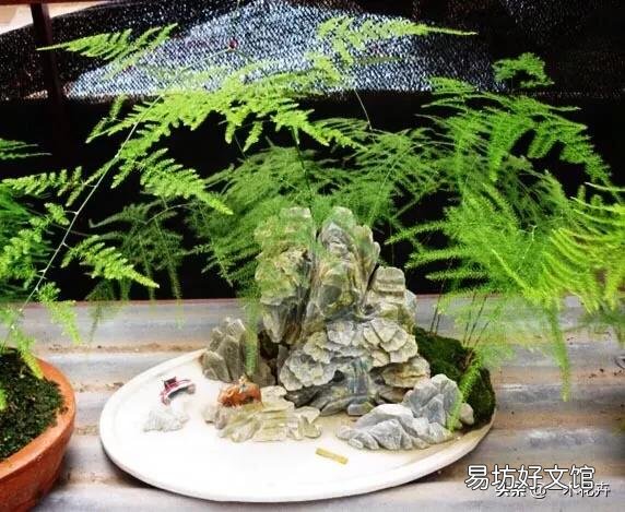 养了很久的文竹，一直不长新的枝条，还能养成盆景吗？