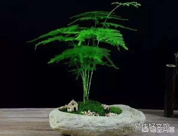 养了很久的文竹，一直不长新的枝条，还能养成盆景吗？