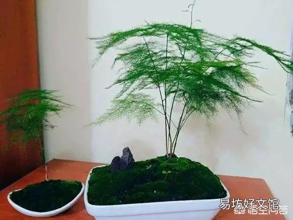 养了很久的文竹，一直不长新的枝条，还能养成盆景吗？
