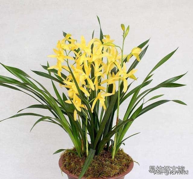 扦插成活月季花小苗如何配土?