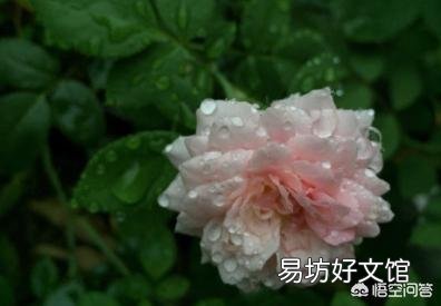 下雨天适合把室内绿植拿到外面淋雨吗?