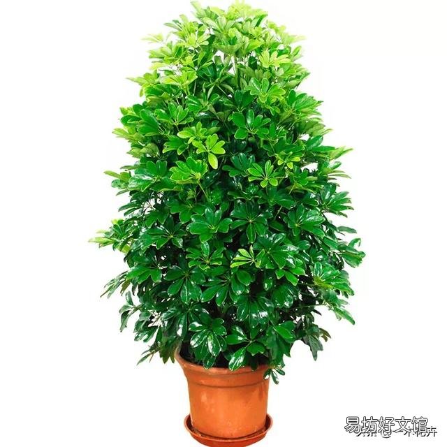 下雨天适合把室内绿植拿到外面淋雨吗?