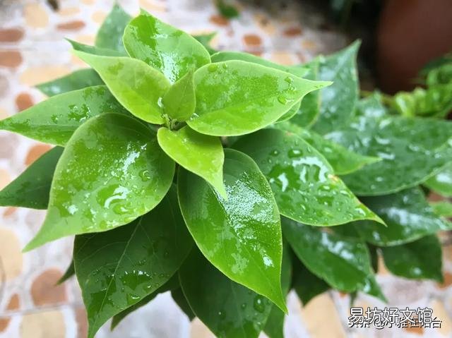 下雨天适合把室内绿植拿到外面淋雨吗?