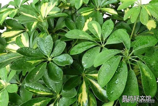 下雨天适合把室内绿植拿到外面淋雨吗?