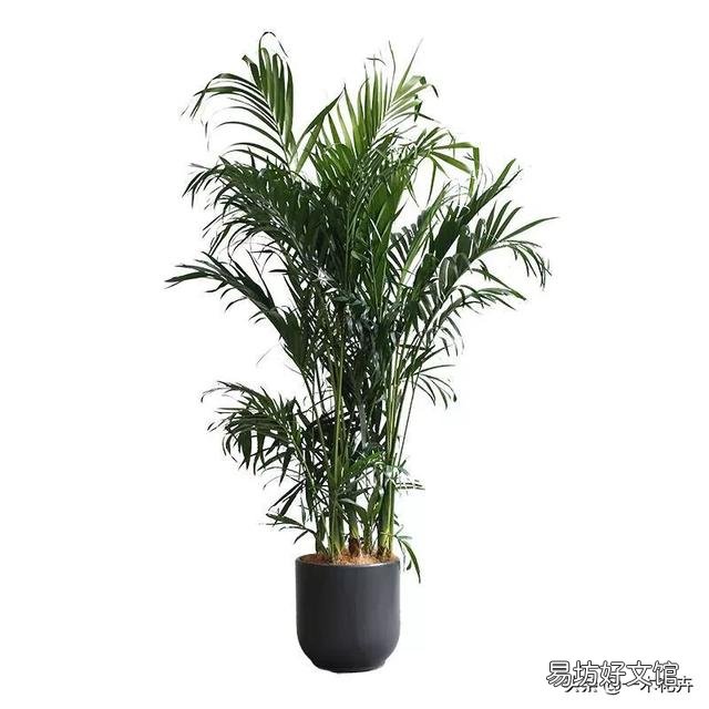 下雨天适合把室内绿植拿到外面淋雨吗?