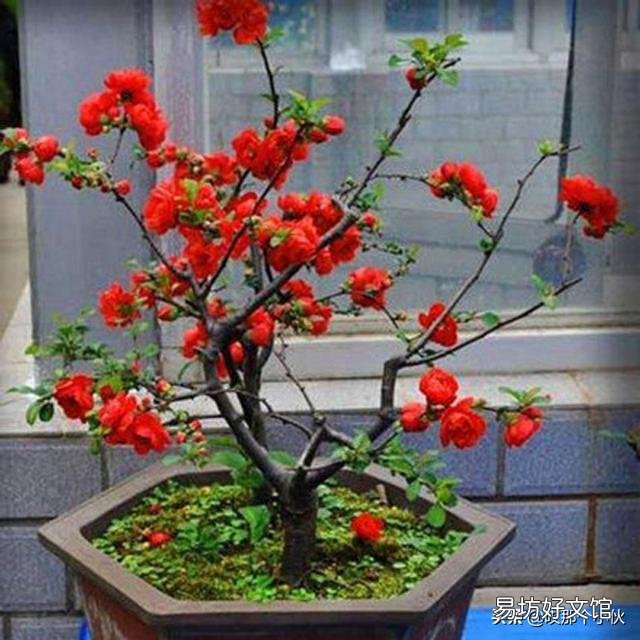网购日本海棠栽植一个多月,枝条十公分左右,现在夏天温度高,后期怎么养护?