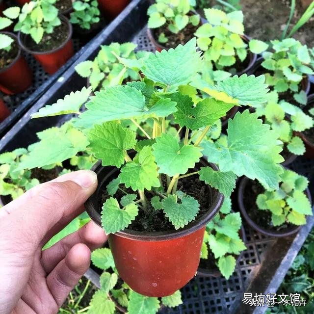 藿香盆栽晚上能放房间里吗?