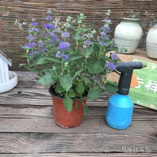 藿香盆栽晚上能放房间里吗?