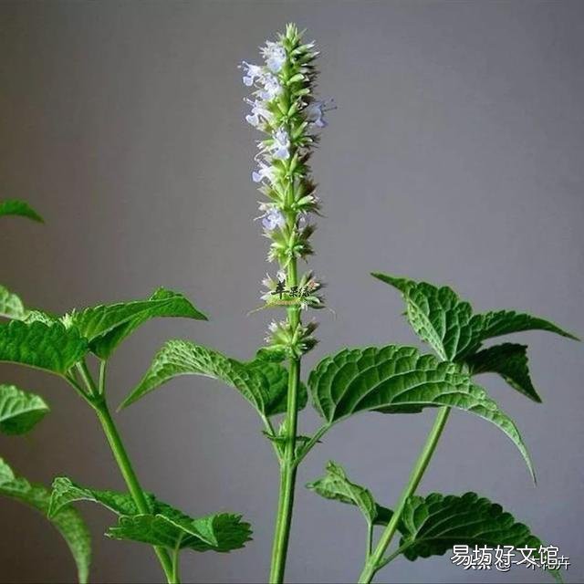 藿香盆栽晚上能放房间里吗?