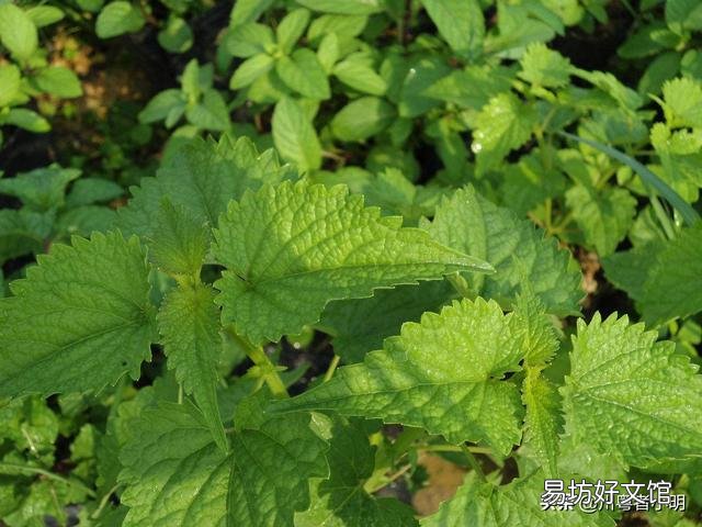 藿香盆栽晚上能放房间里吗?