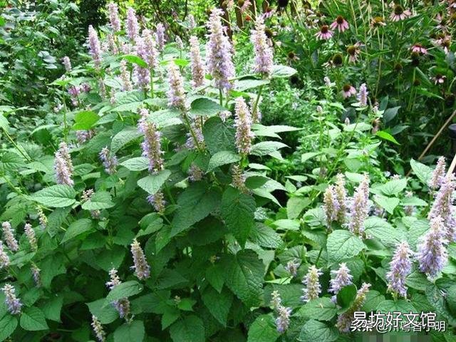 藿香盆栽晚上能放房间里吗?