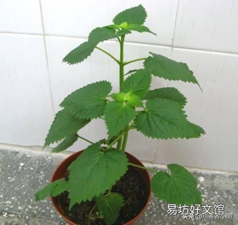藿香盆栽晚上能放房间里吗?