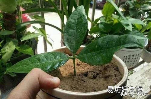 扦插发财树叶子长出两片了怎么还没生根？