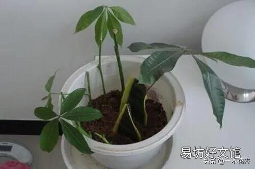 扦插发财树叶子长出两片了怎么还没生根？