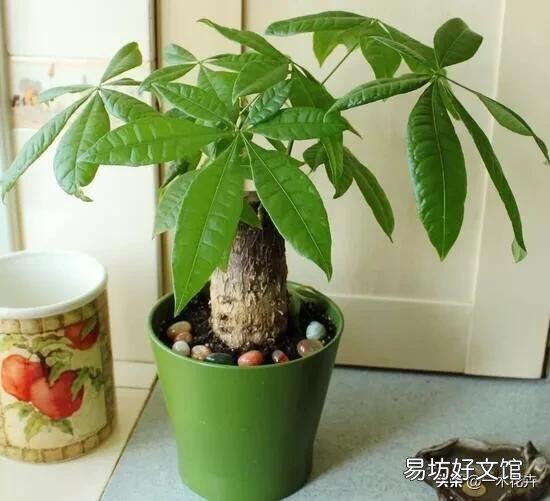 扦插发财树叶子长出两片了怎么还没生根？