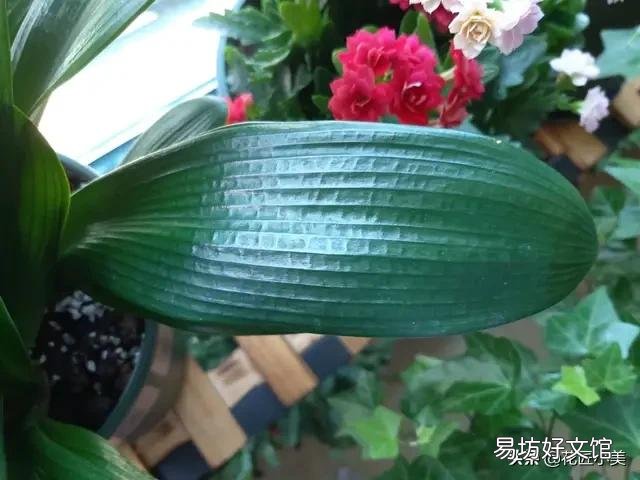 君子蘭晚上可以放陽臺嗎？