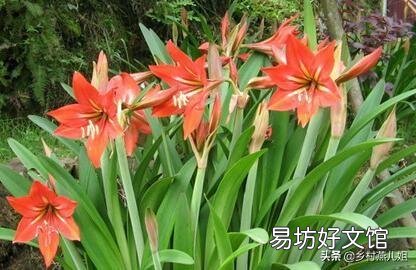 君子蘭晚上可以放陽臺嗎？
