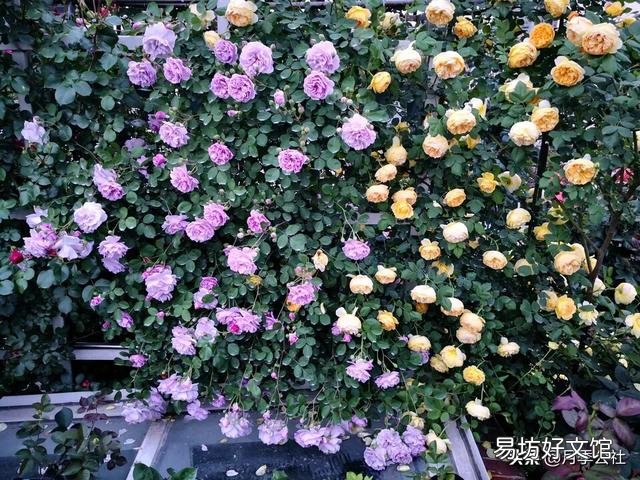 月季第二次开花该怎么修剪?