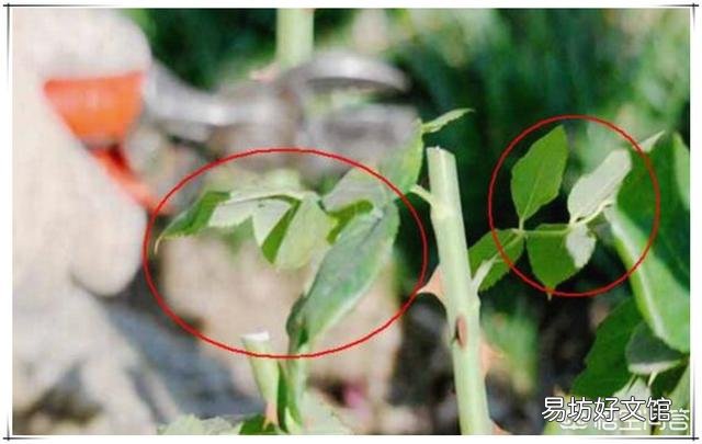 月季第二次开花该怎么修剪?