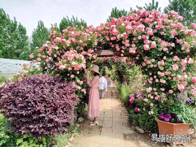 月季第二次开花该怎么修剪?