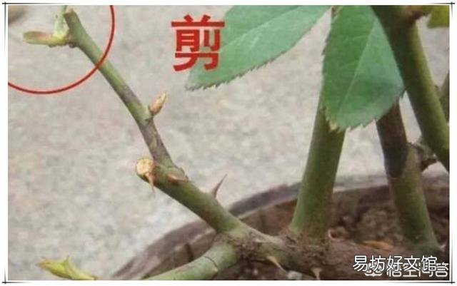 月季第二次开花该怎么修剪?