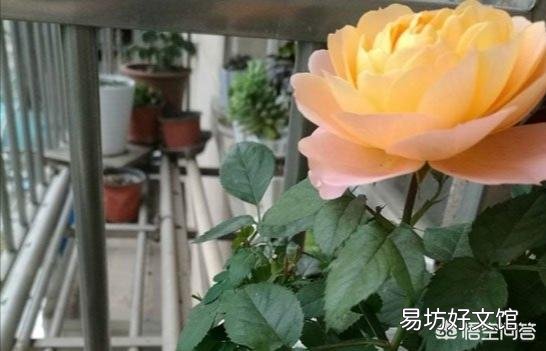 月季第二次开花该怎么修剪?
