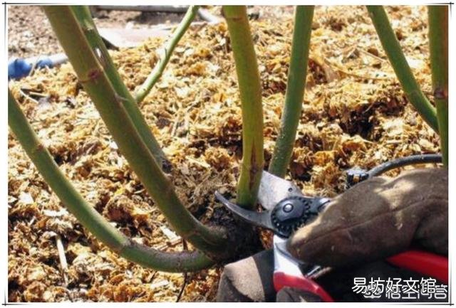 月季第二次开花该怎么修剪?