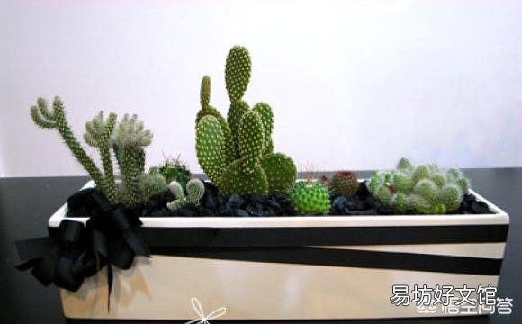 有哪些盆景植物可以半个月左右浇一次水?