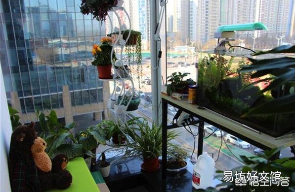 有哪些盆景植物可以半个月左右浇一次水?