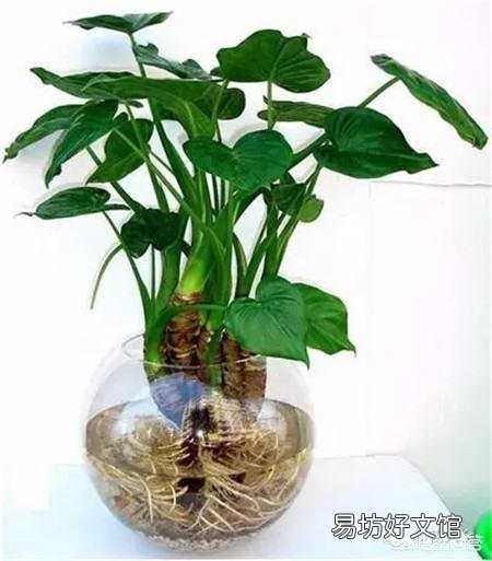 有哪些盆景植物可以半个月左右浇一次水?