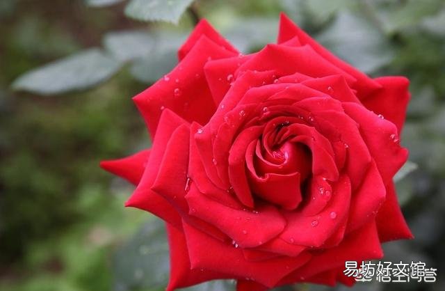 北方7，8月份扦插玫瑰什么时候种地里最好？