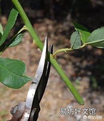 北方7，8月份扦插玫瑰什么时候种地里最好？