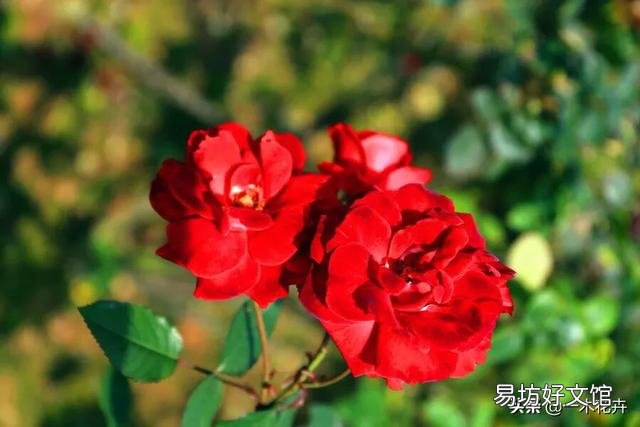 北方7，8月份扦插玫瑰什么时候种地里最好？
