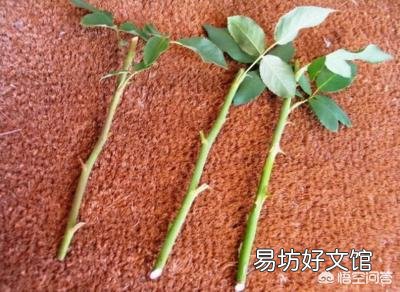 北方7，8月份扦插玫瑰什么时候种地里最好？