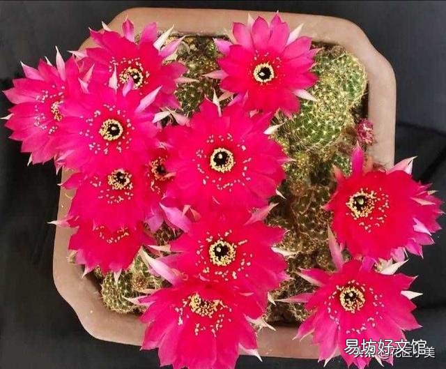 绯花玉夏天可以换盆吗?咋换?