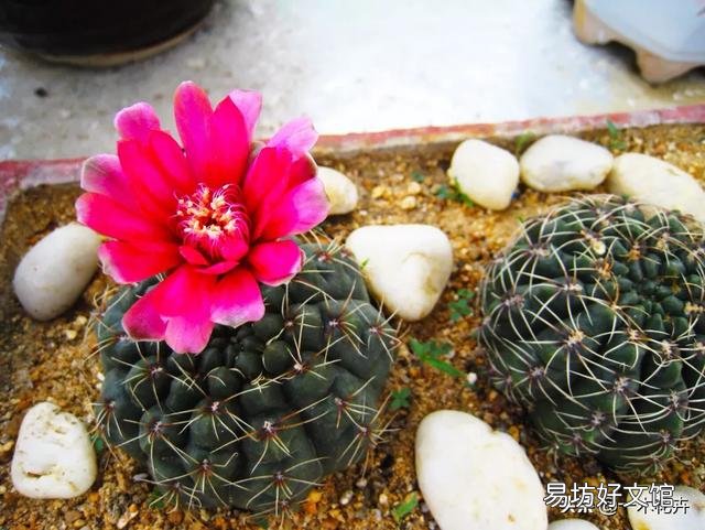 绯花玉夏天可以换盆吗?咋换?