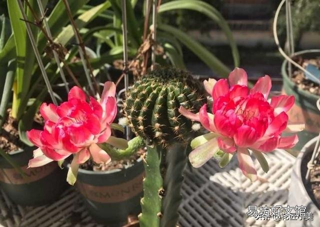 绯花玉夏天可以换盆吗?咋换?
