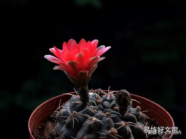 绯花玉夏天可以换盆吗?咋换?